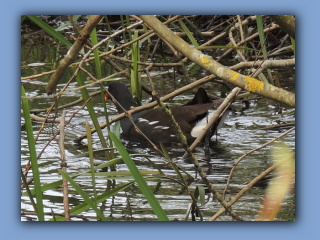 Moorhen on millpond. 24th April 2024. Probably part of a nesting pair 2.jpg